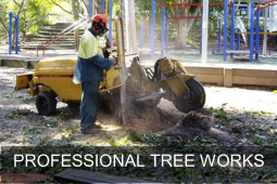 tree removal QLD